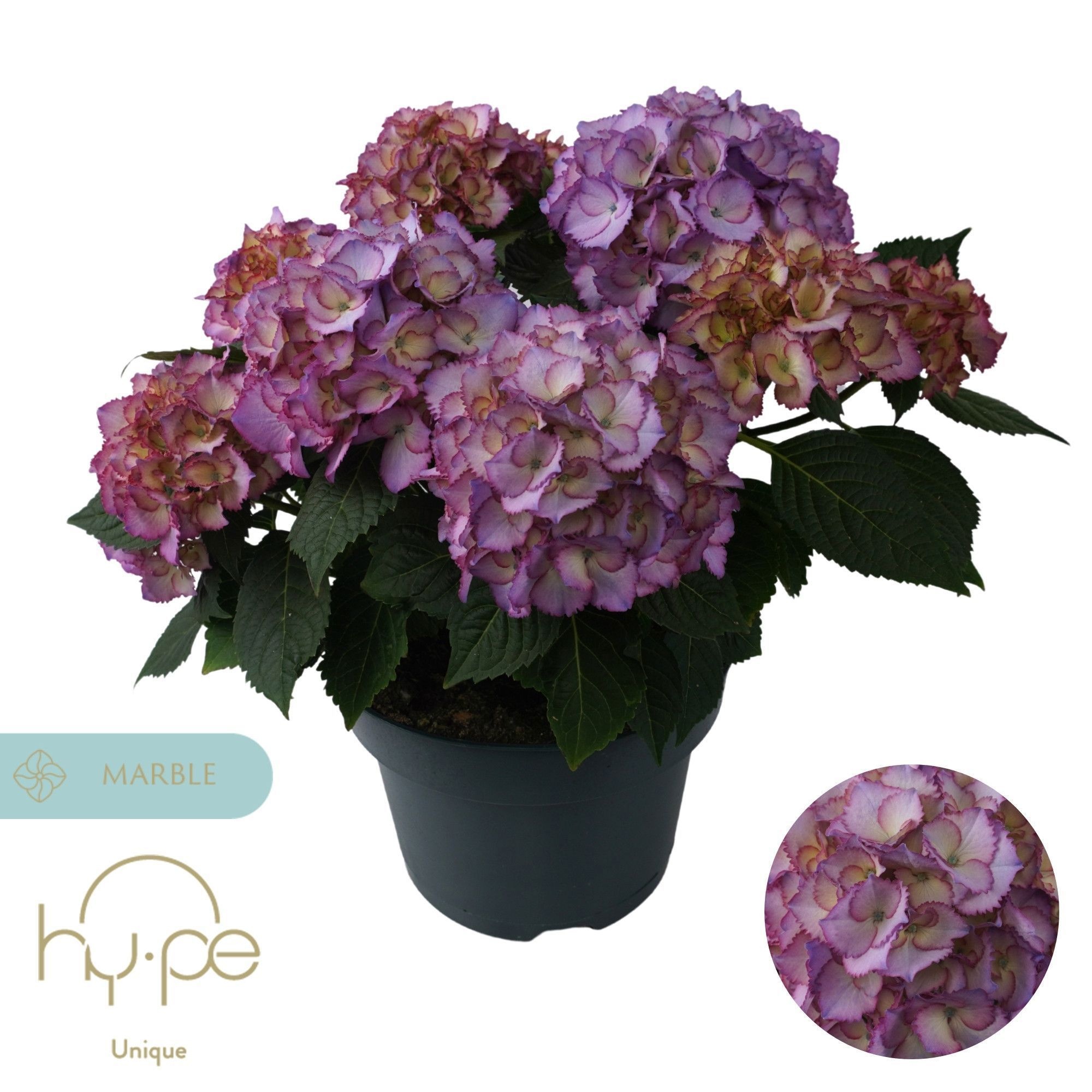 Hydrangea Ave Blue 10+ | Hy-pe Unique
