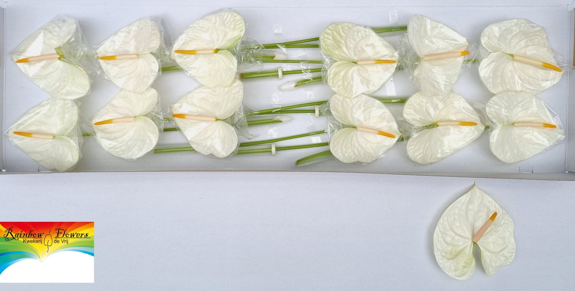 Anthurium Acropolis 13Ø