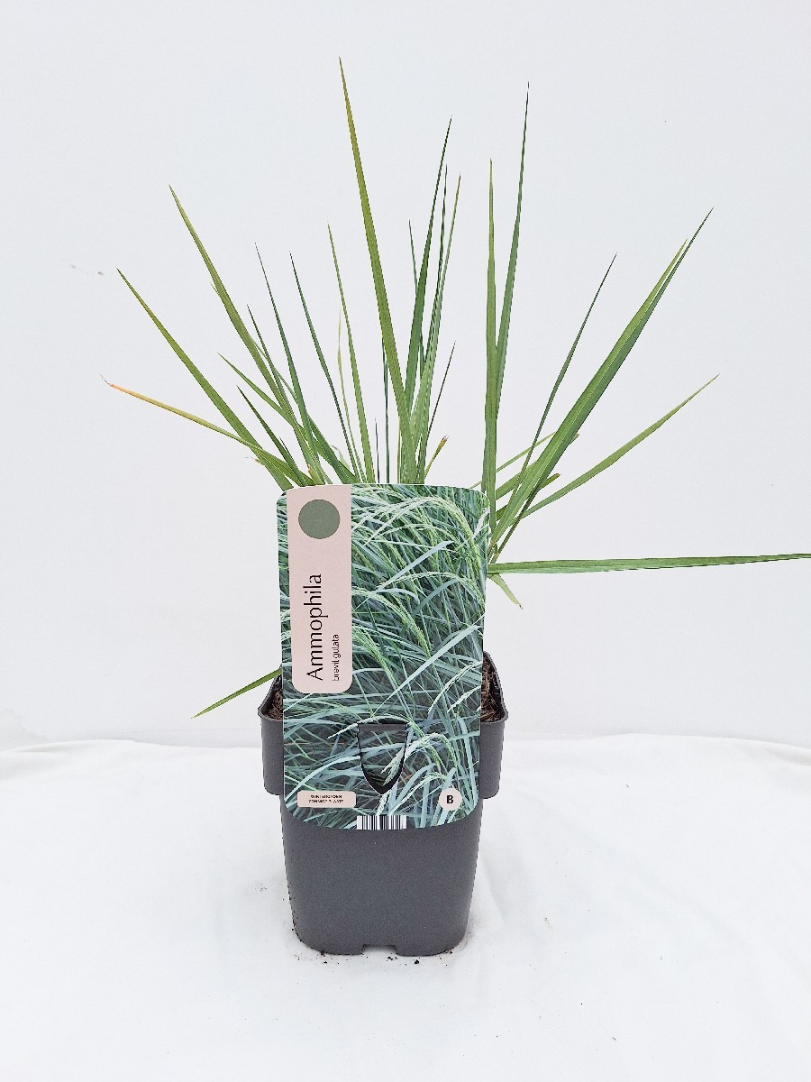 Ammophila breviligulata