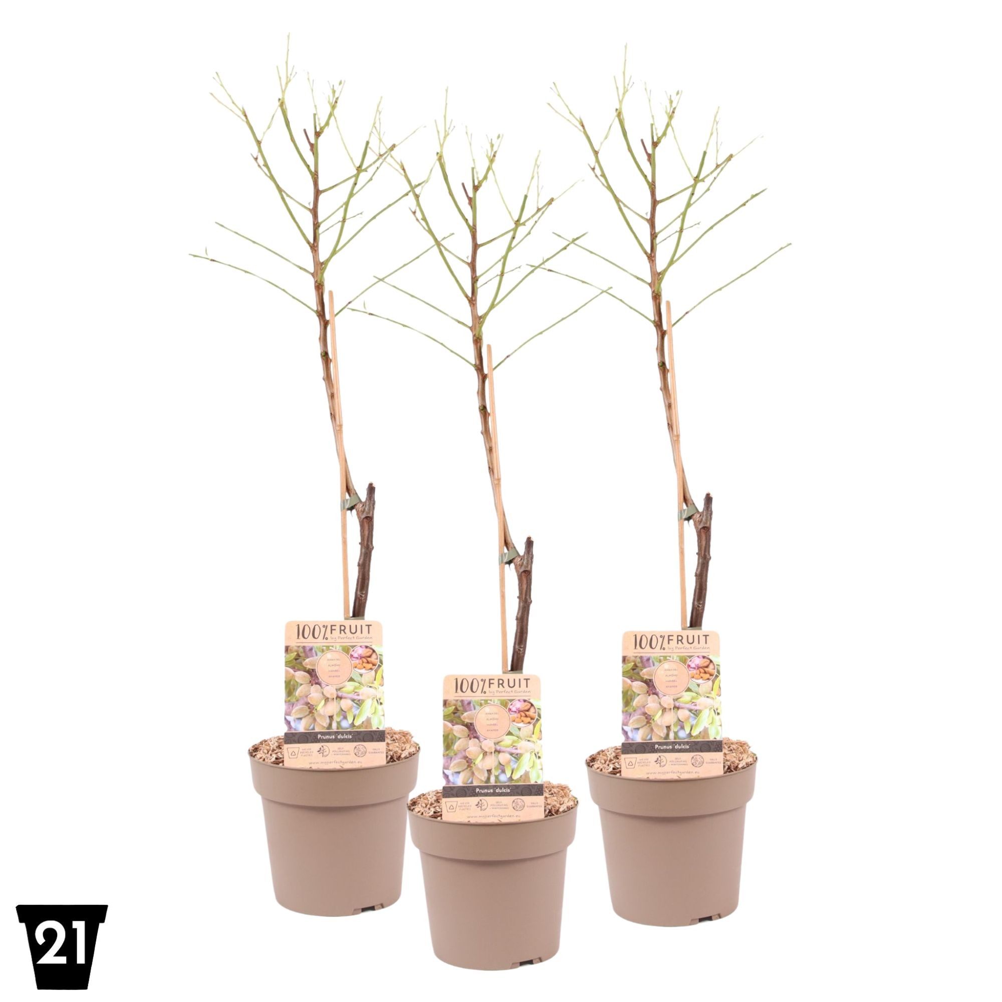 Picture of Prunus dulcis almond tree P21 (4 Ltr) (LOOSE)