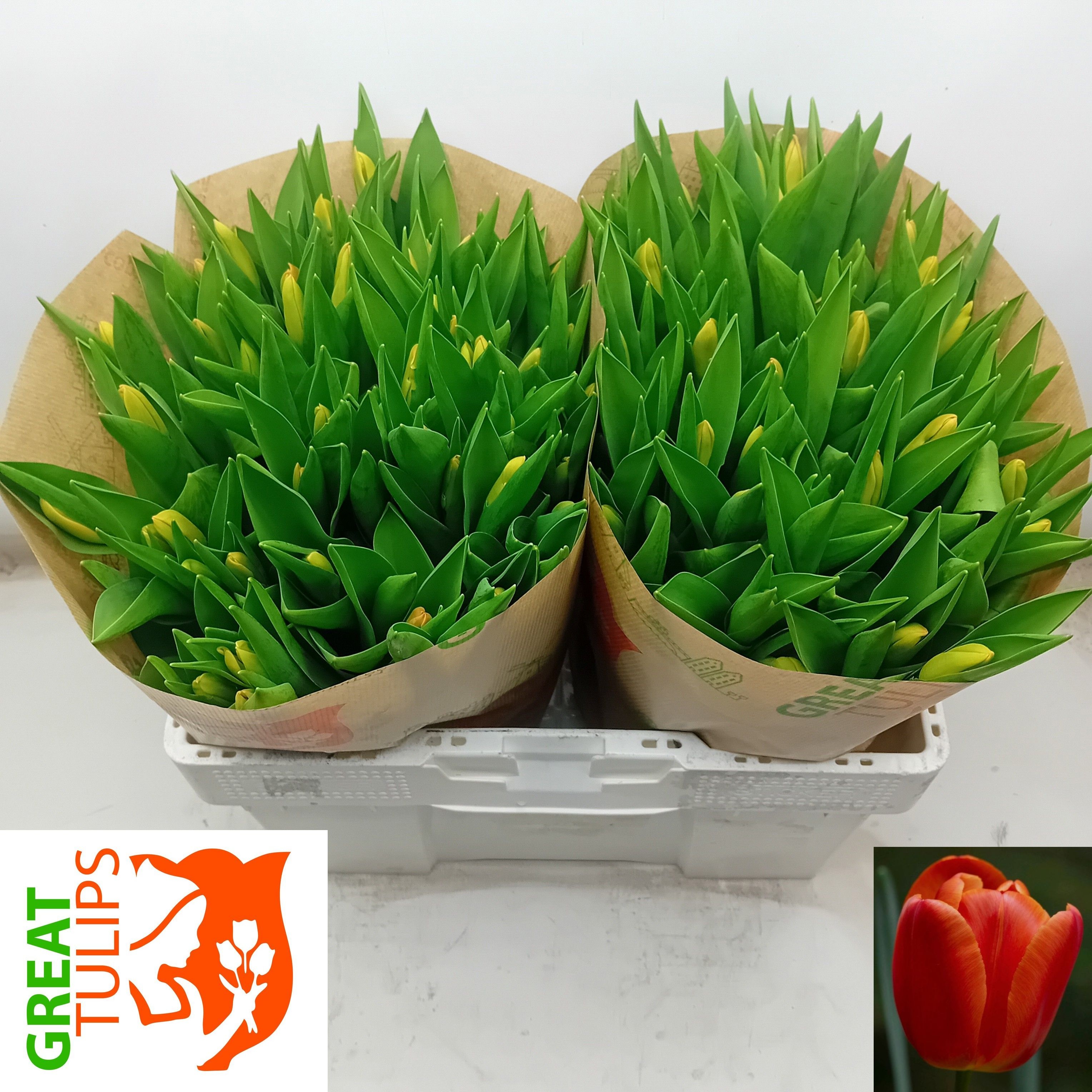 Tulipa Orange Juice 38cm 34gram