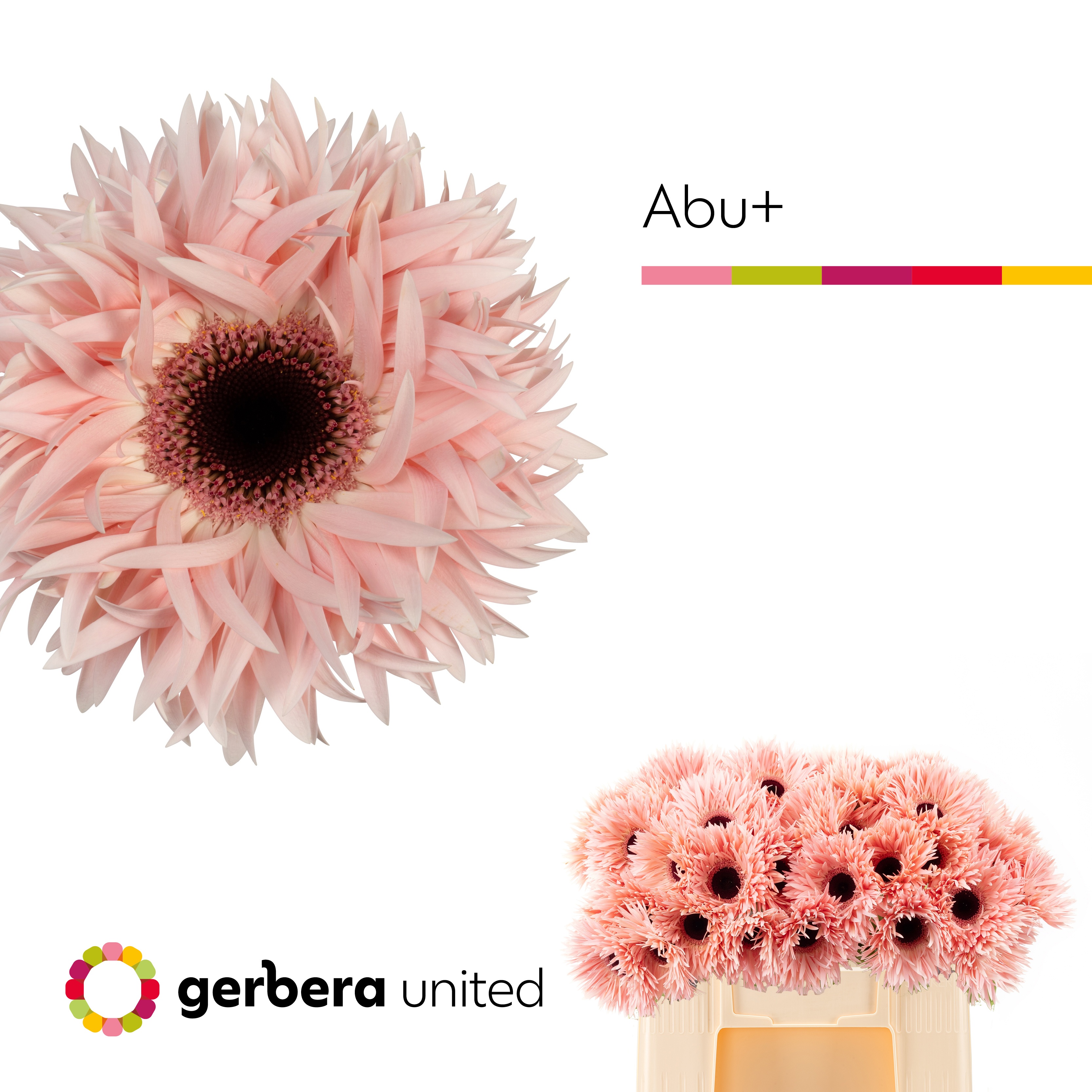 Gerbera Gerspider Abu