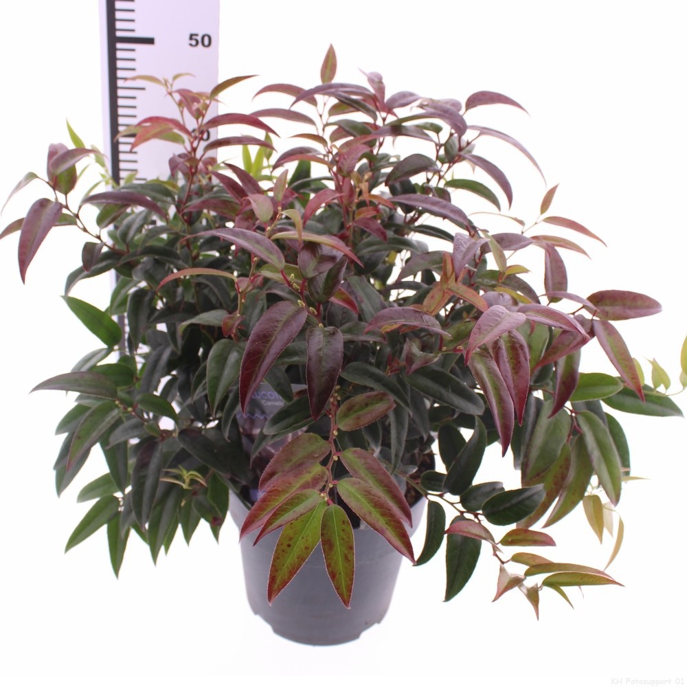 Picture of Leucothoe Carinella