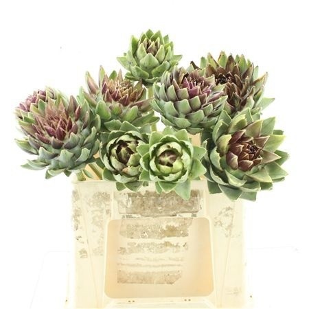 Cynara Sc Green Glob