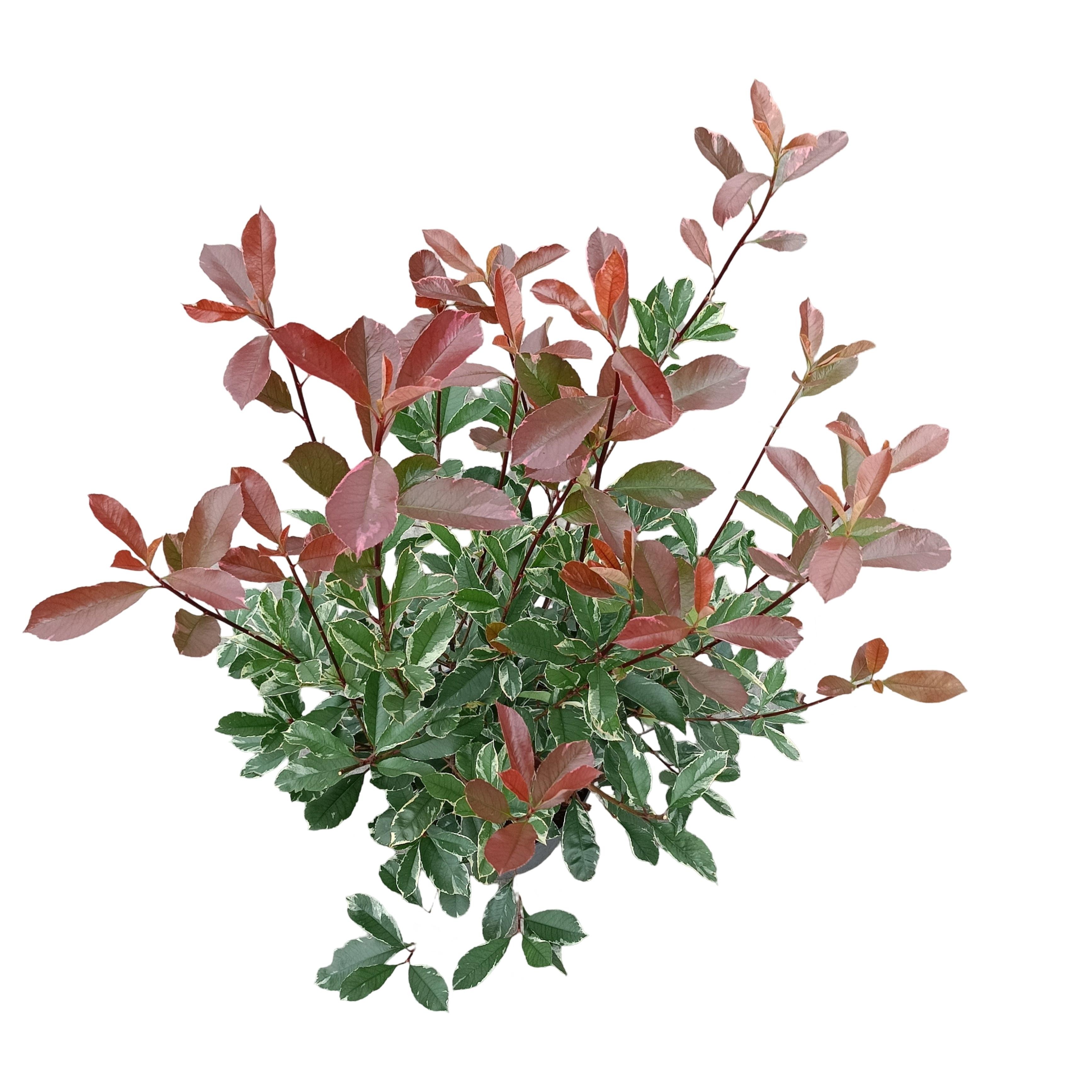 Picture of Photinia fraseri 'Louise'® C10