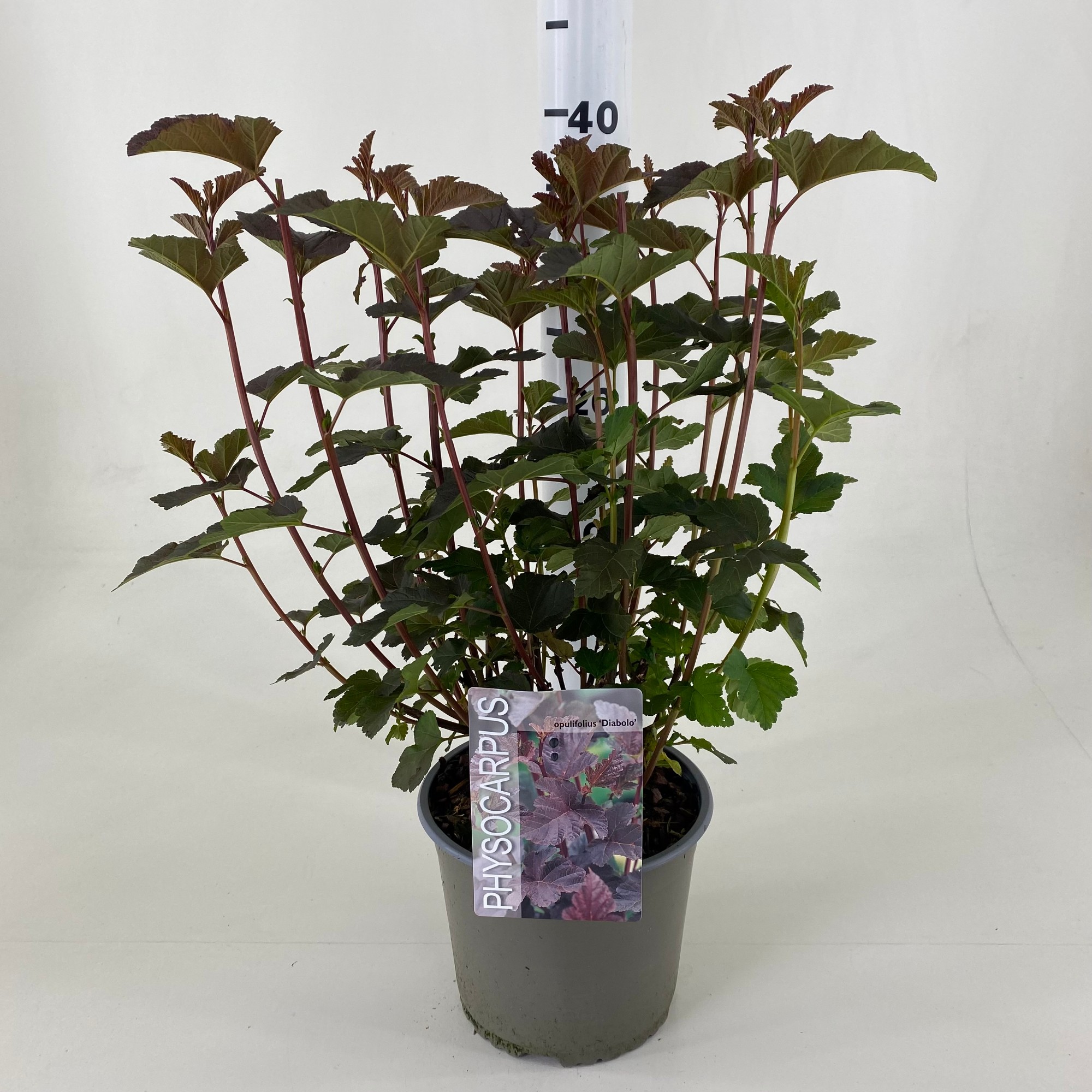 Picture of Physocarpus opulifolius Diabolo P19 (3 Ltr)