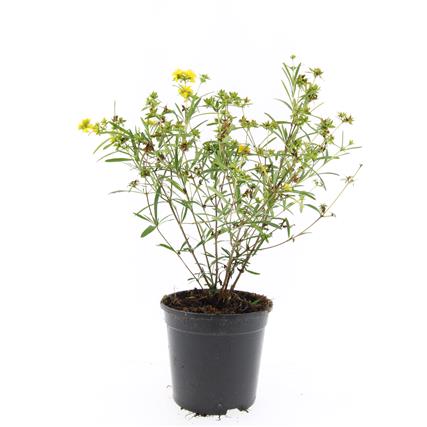 Picture of Hypericum kalmianum Gemo P14