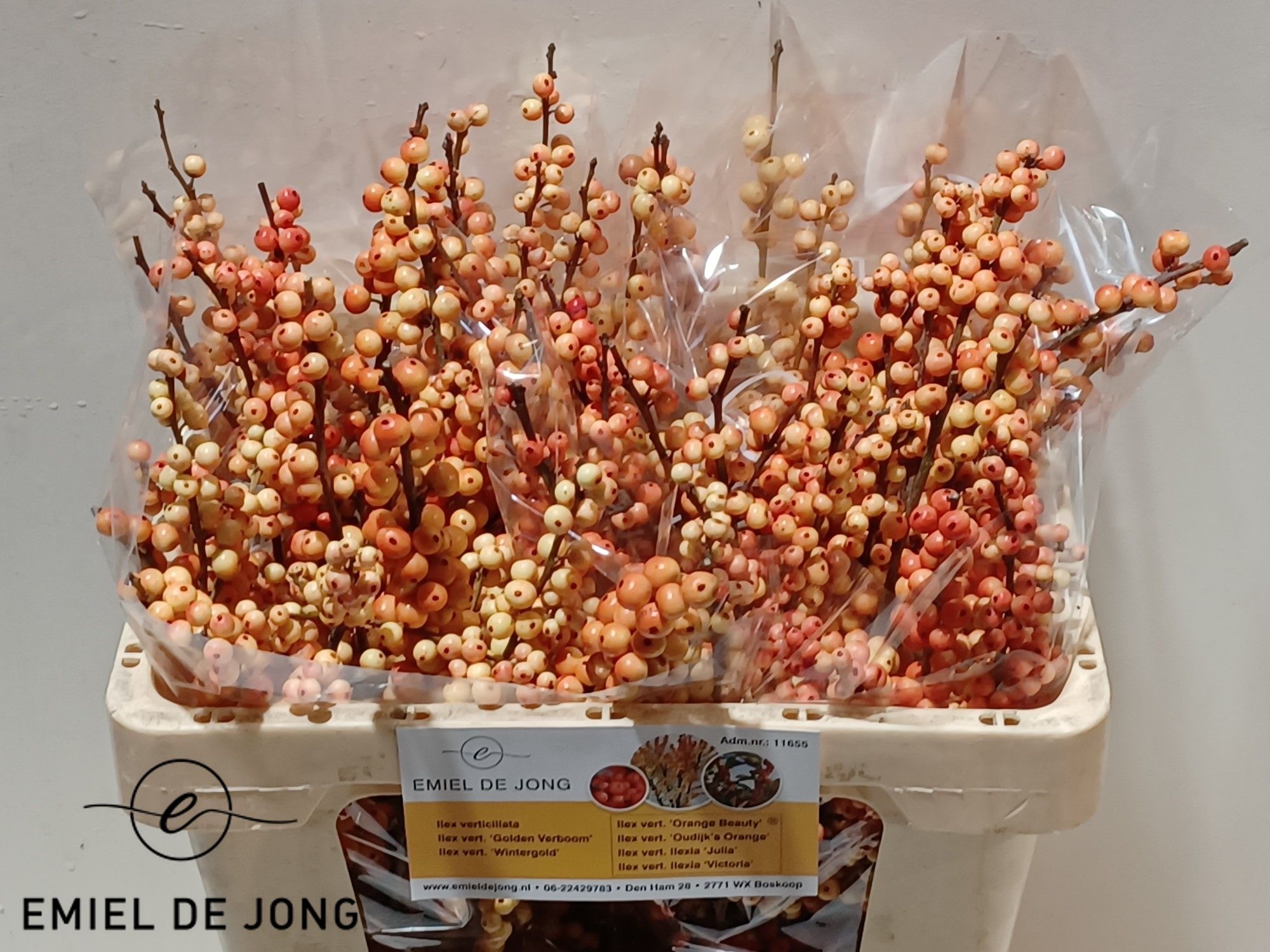 Ilex Ilexia Julia 50cm
