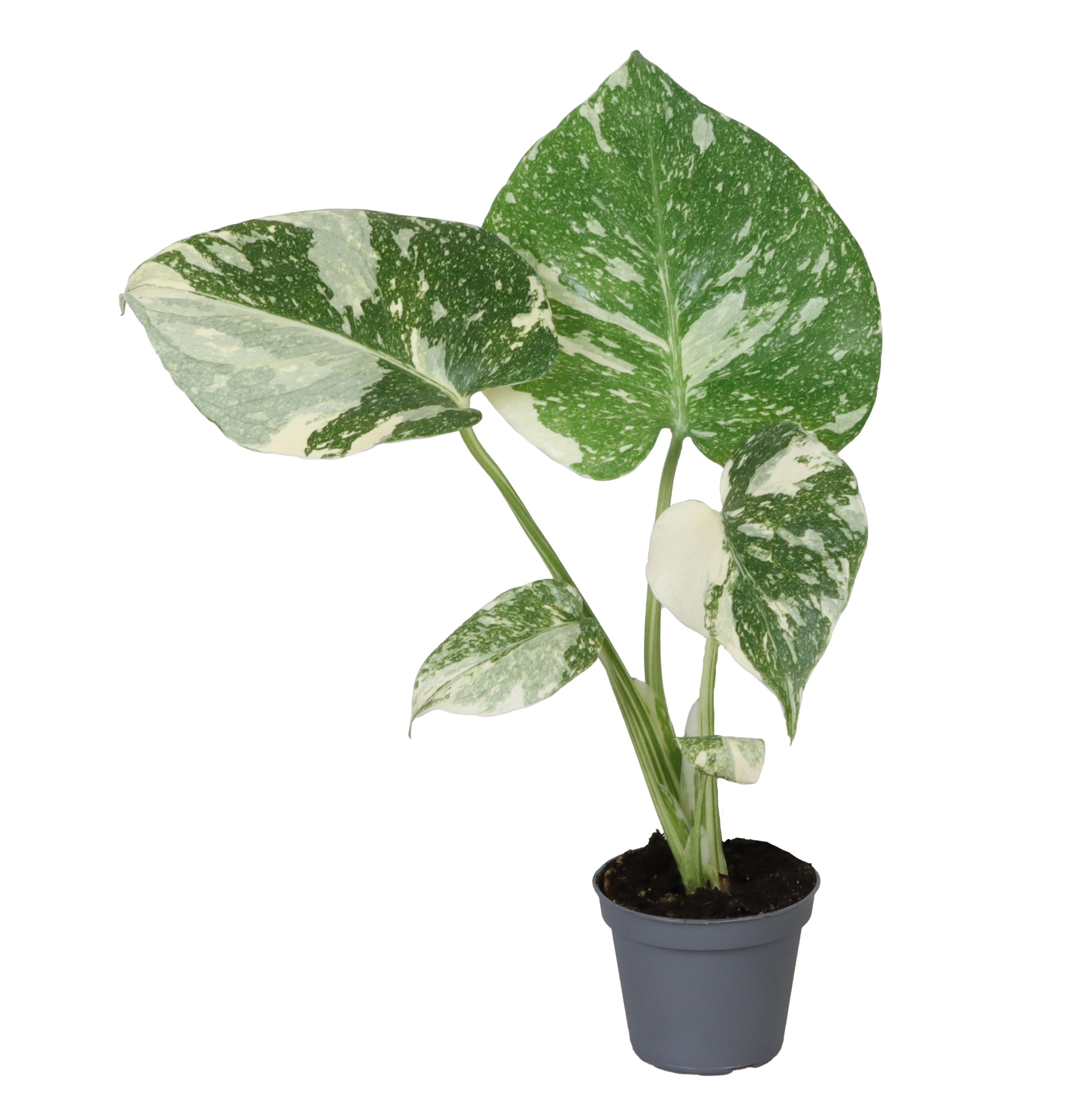 Monstera Del Thai Co 6P 14H 1stek
