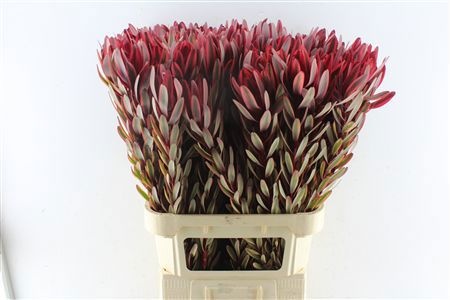 Leucadendron Jester 90cm