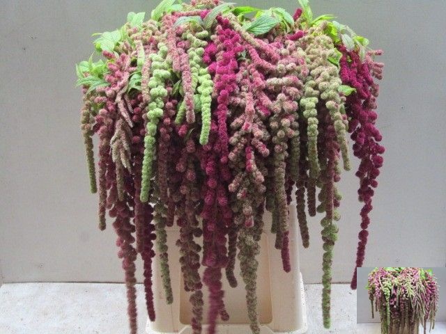Amaranthus Hanging Caudatus Mira 80cm