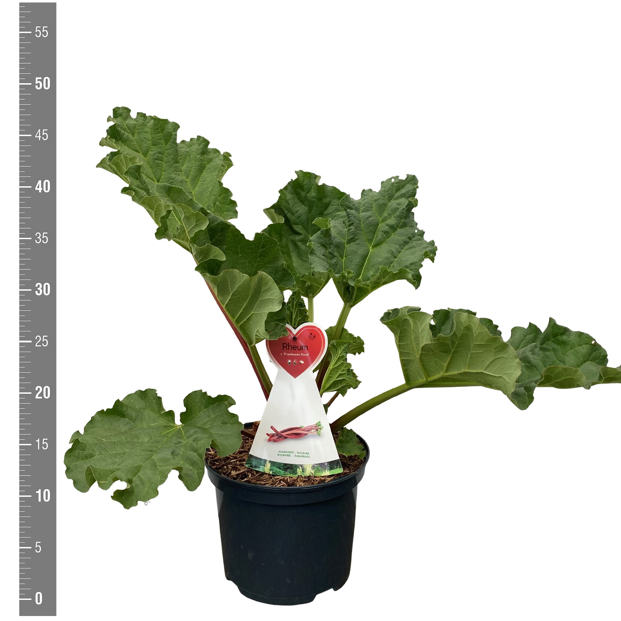 Rheum rhabarbarum 'Frambozenrood' rabarber