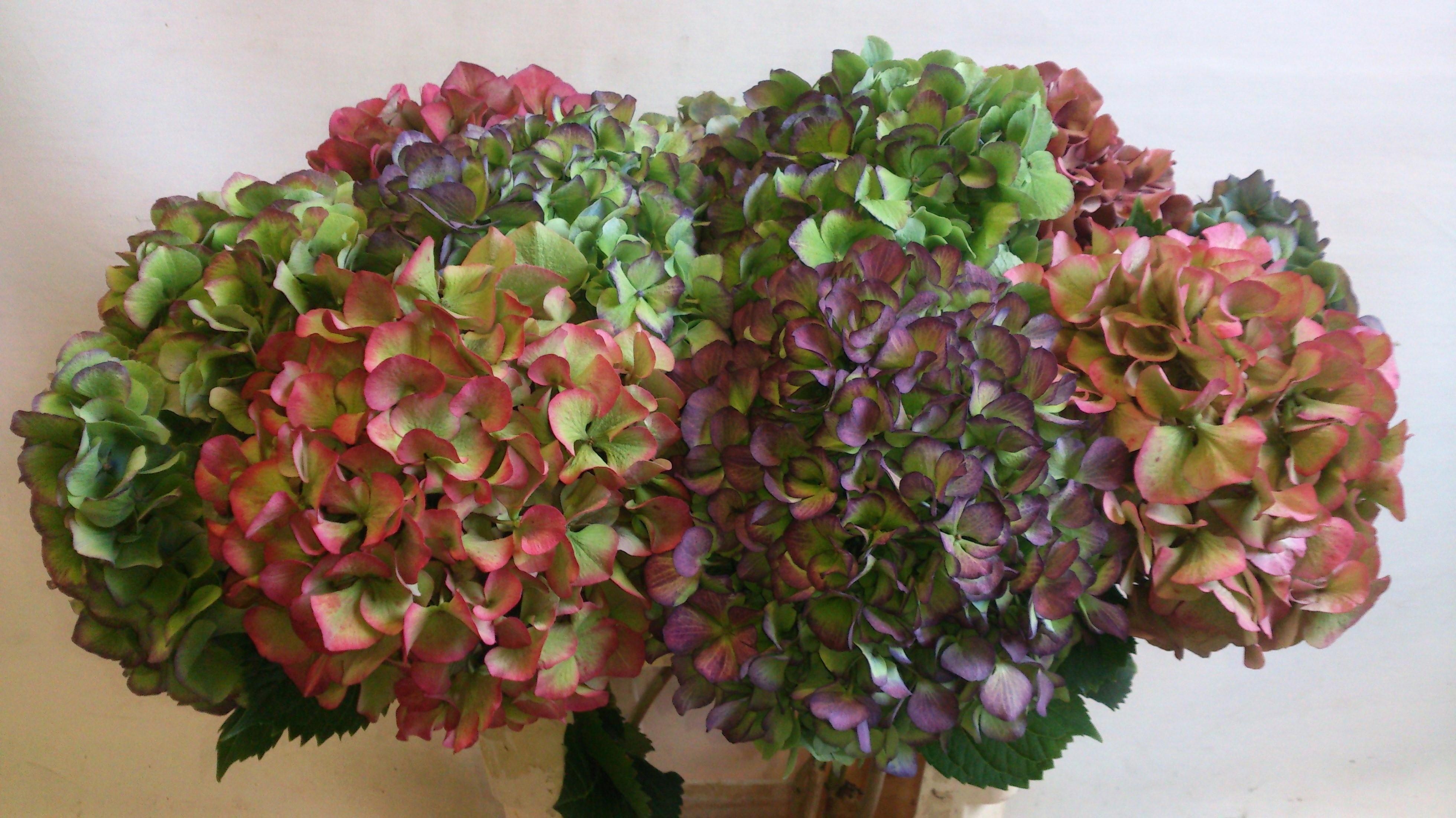 Hydrangea Antique 50cm 17Ø