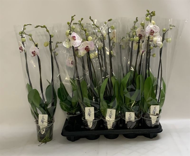 Phal Calypso 12Ø 60cm