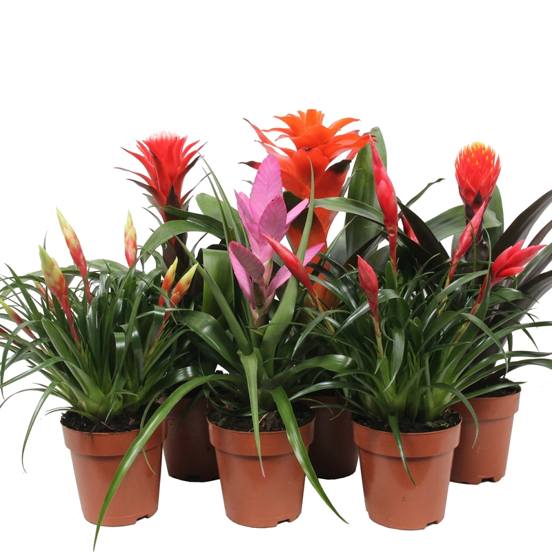 Picture of Bromelia Royal Cupcake P12 45cm