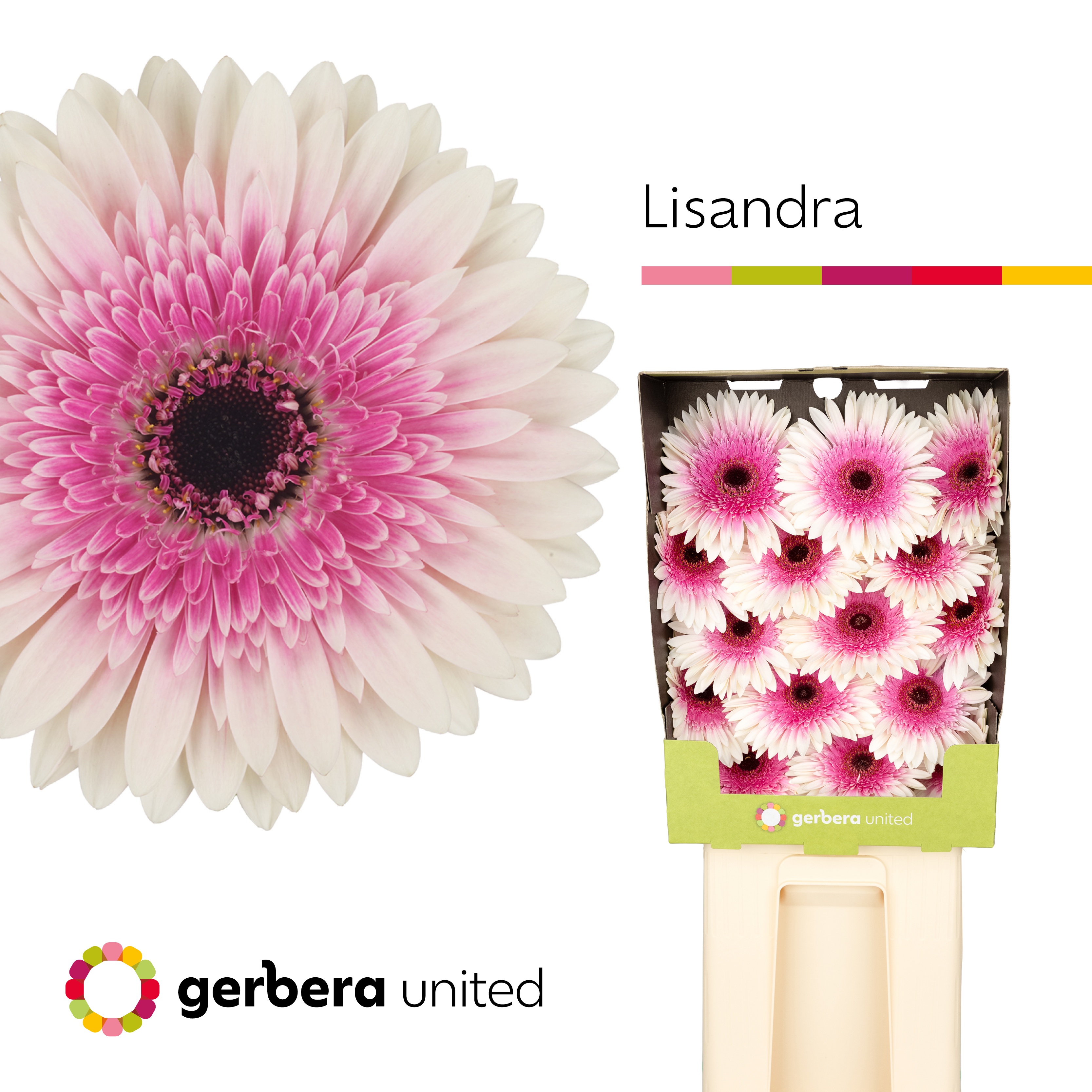 Ge Gr Lisandra