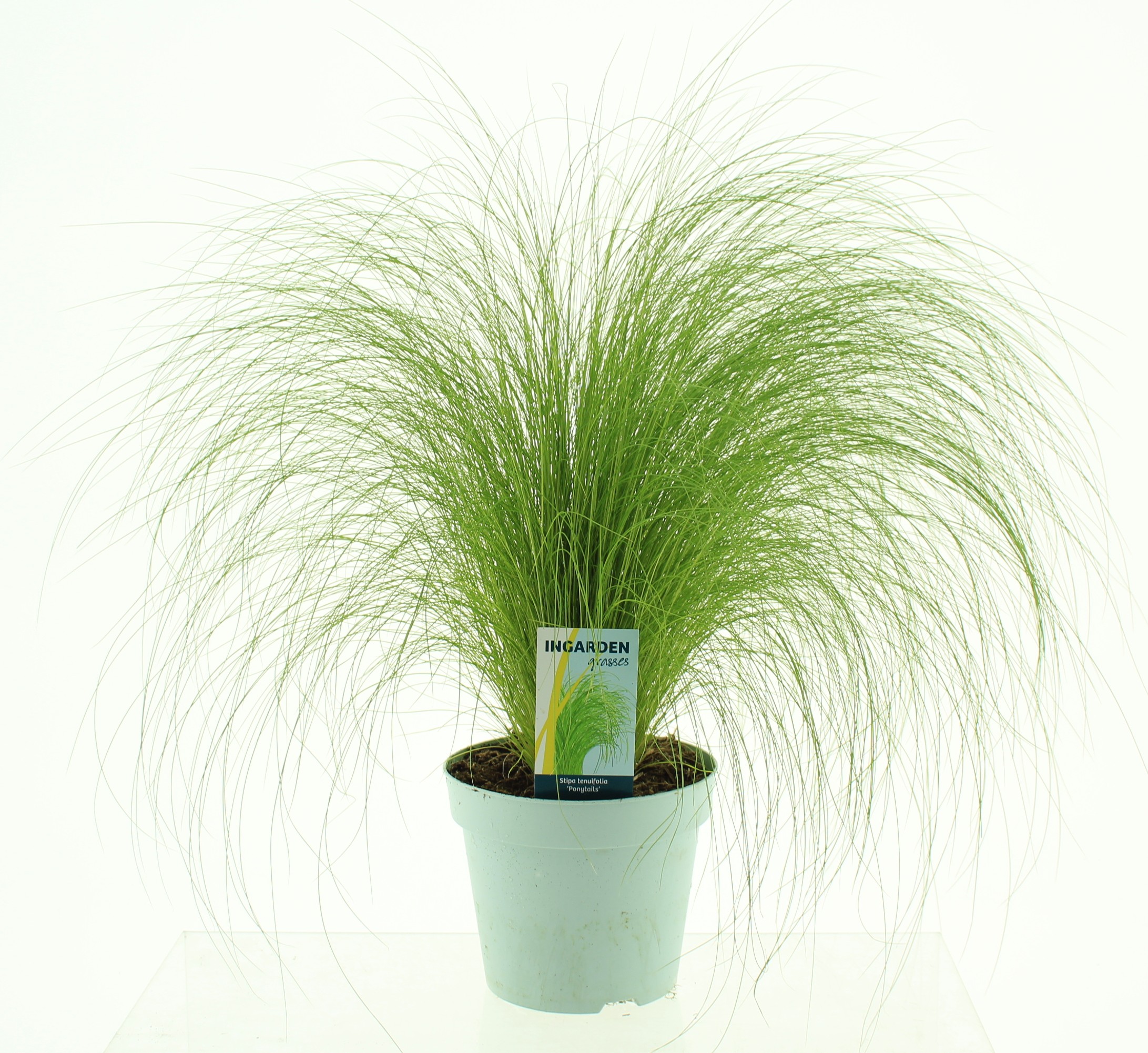 Picture of Stipa ten Ponytails
