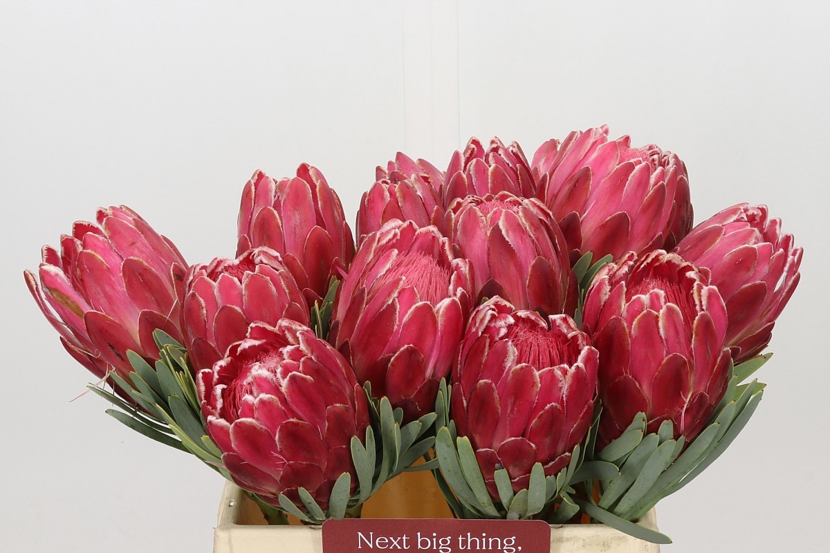 Protea Venus 40cm
