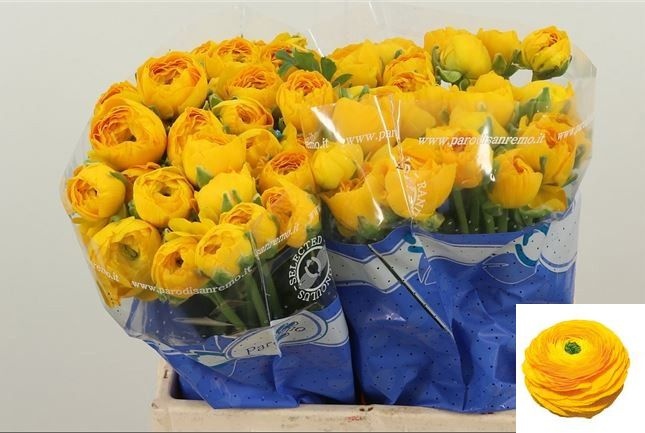 Ranunculus Clooney Omega 40cm