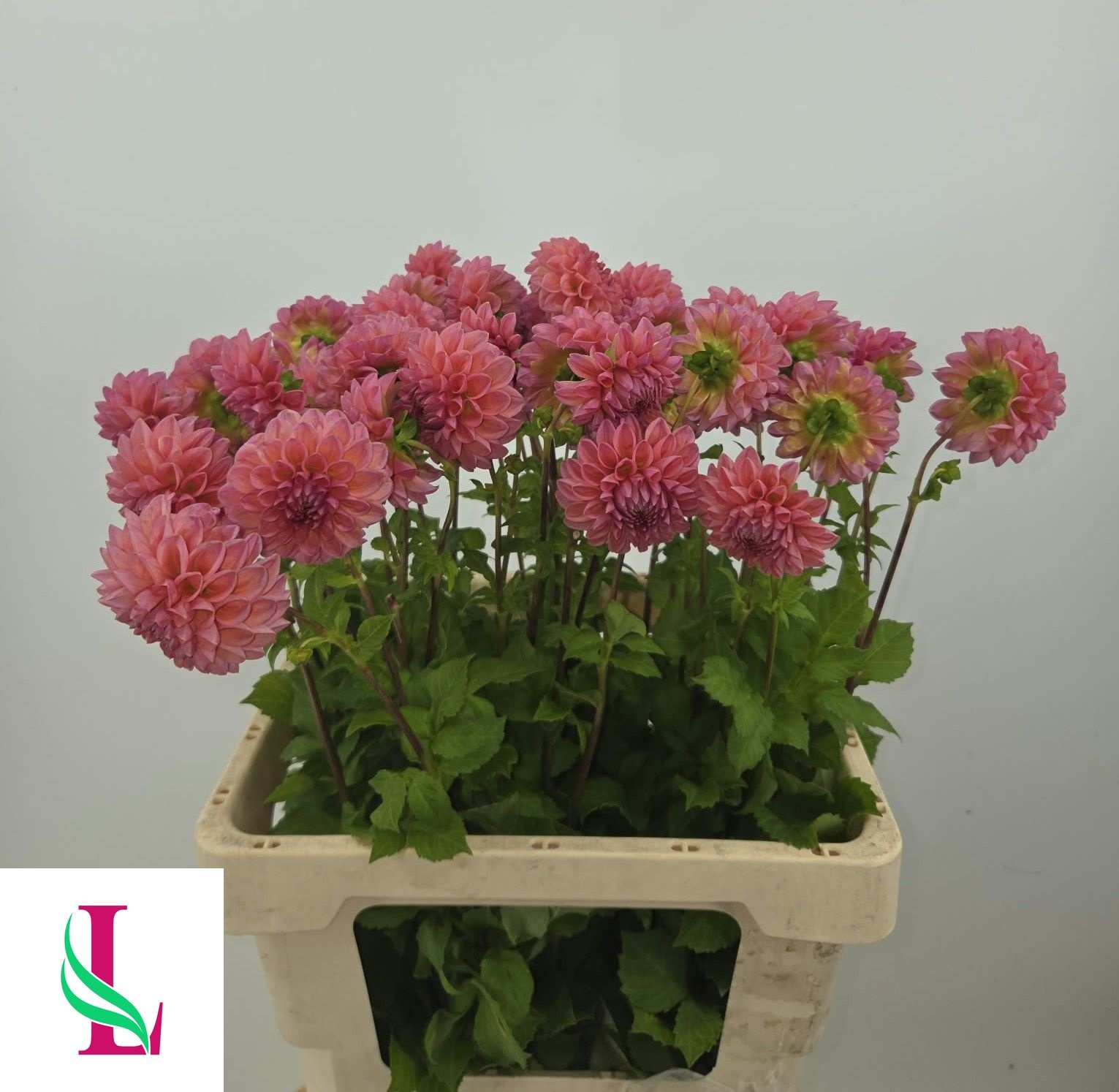 Dahl Dikara Superb 50cm