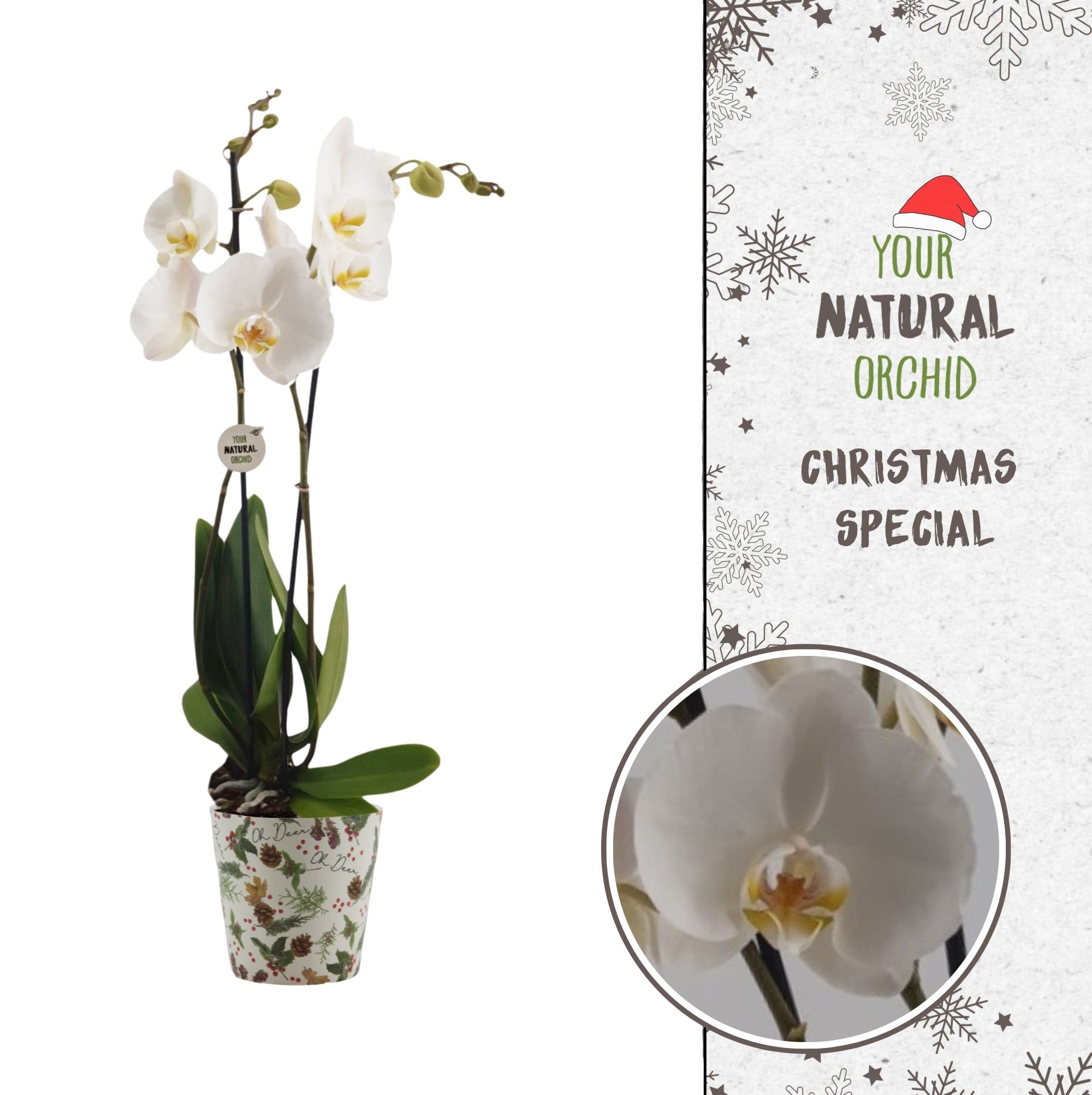 Picture of Phalaenopsis hybrid X-mas Nottingham Oh Deer potcover P12 65CM