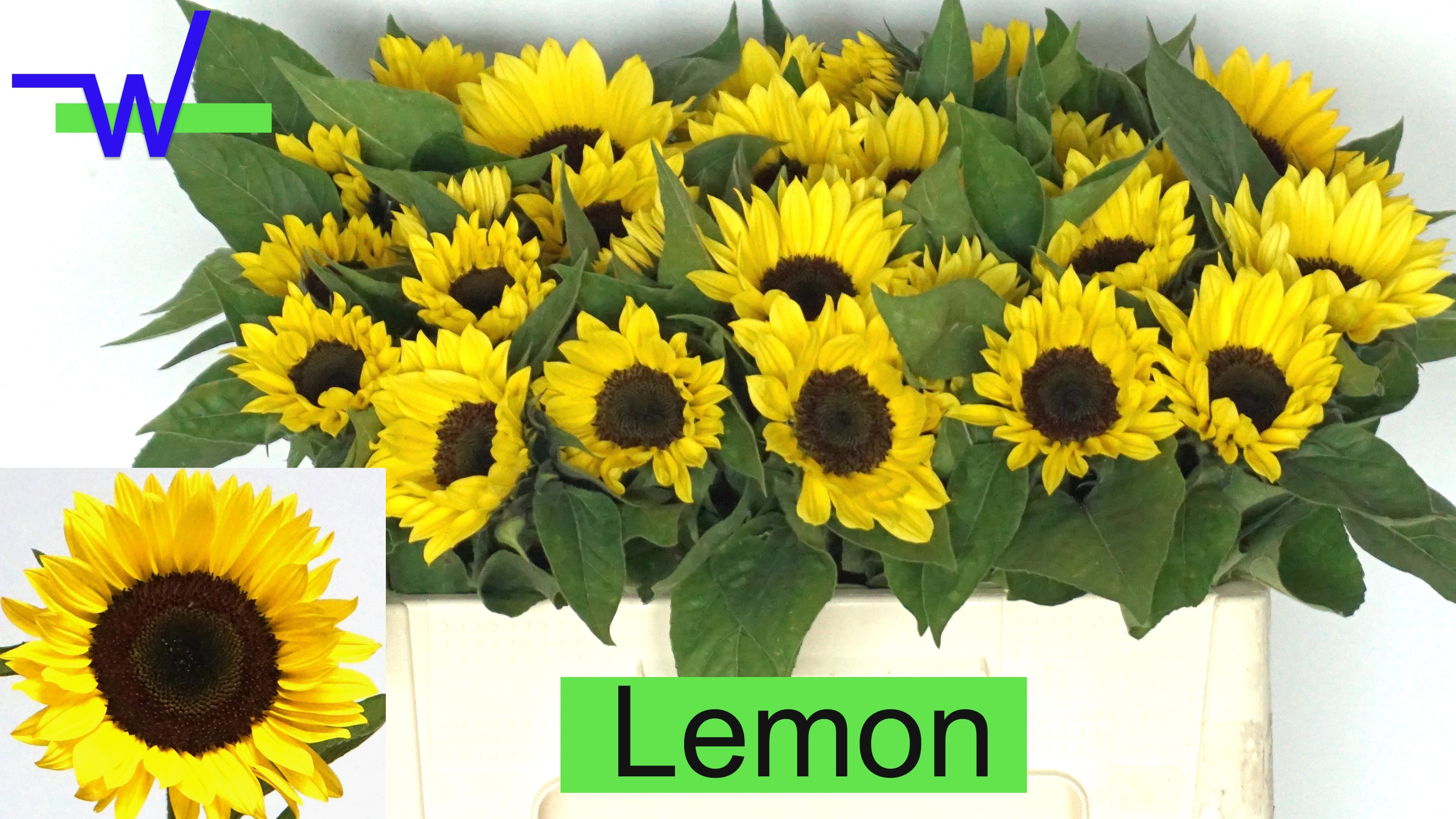 Helianthus Sunrich L 50cm
