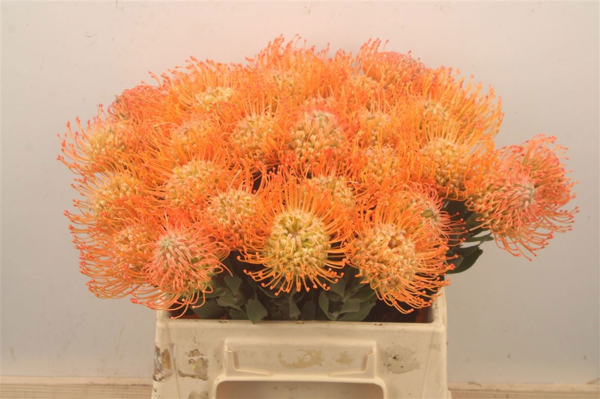 Leuco Queen Juliana 40cm