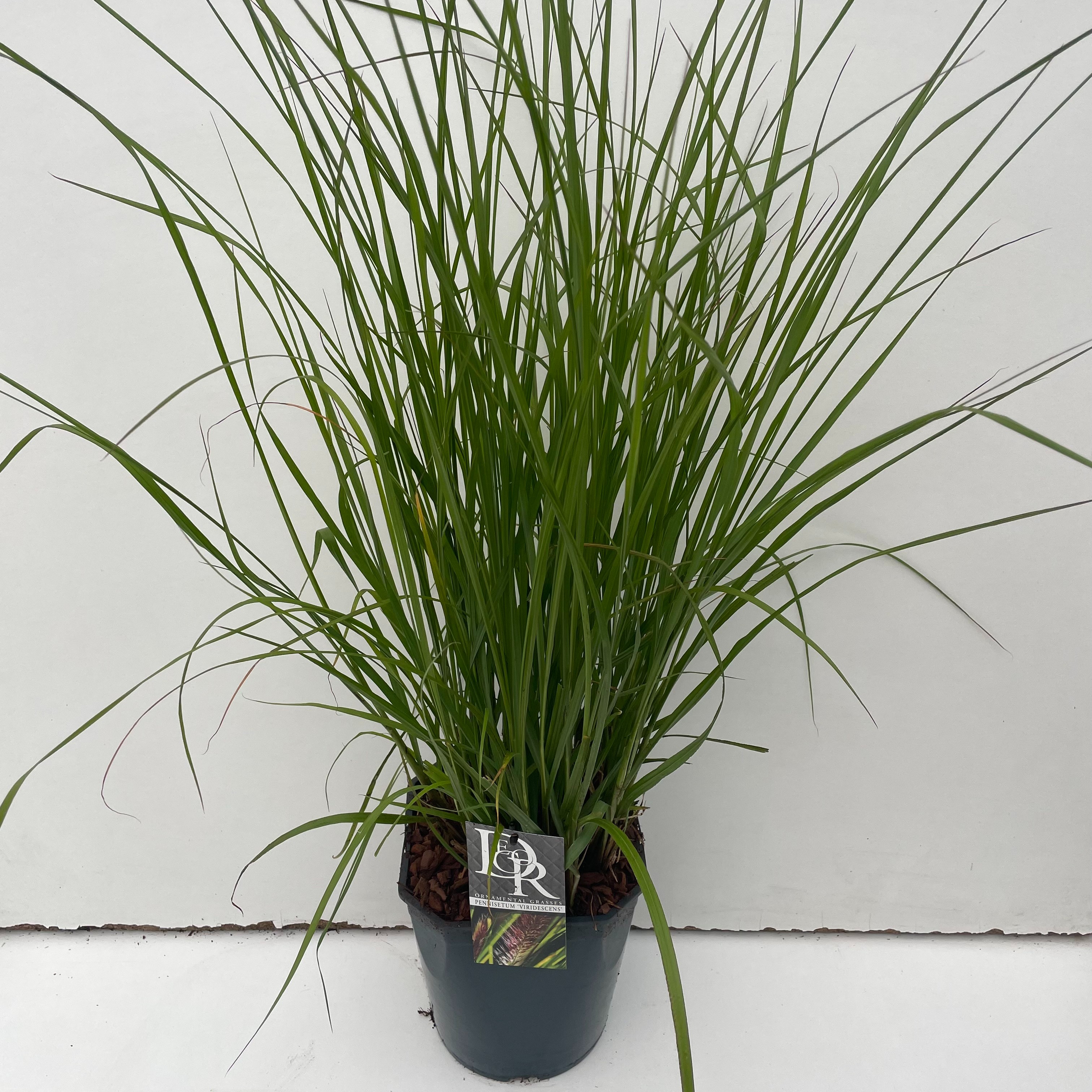 Picture of Pennisetum Viridescens P23 (5 Ltr) SQUARE (LOOSE)