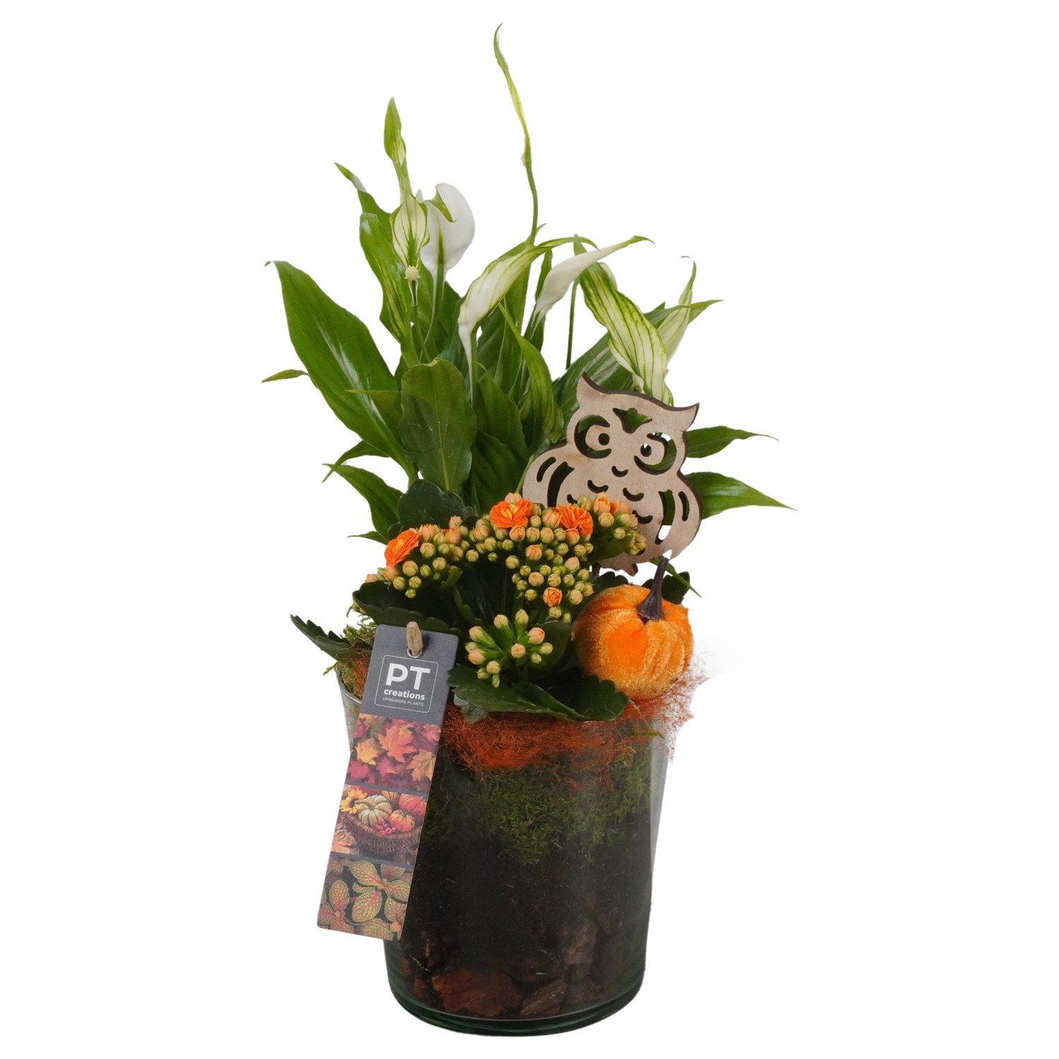 Picture of PTHG1716 Arrangement Autumn in glass vase P13 29CM