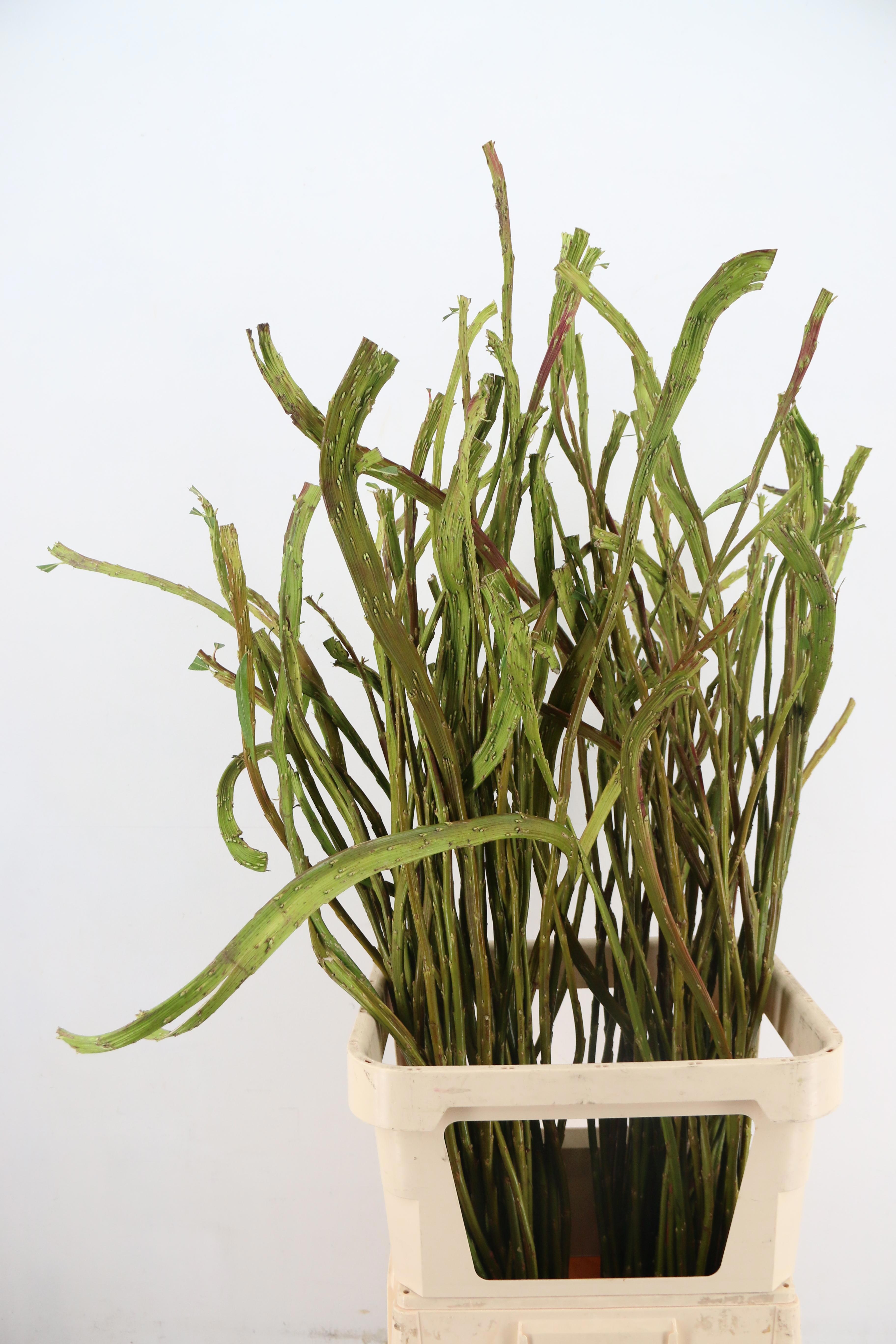 Salix Sekka Bandwilg