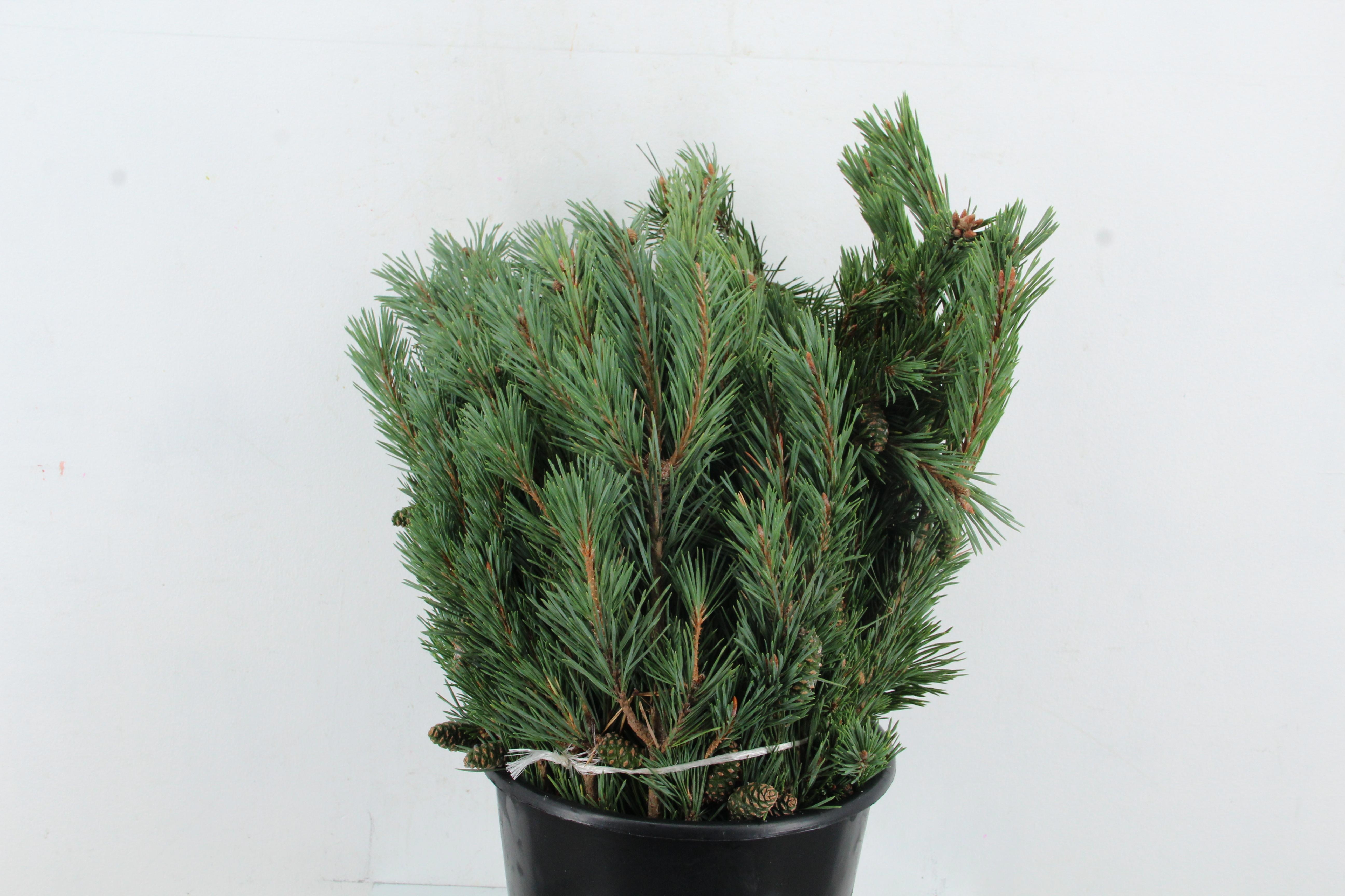 Pinus Mugo Var Mughu 55L.cm 300gram