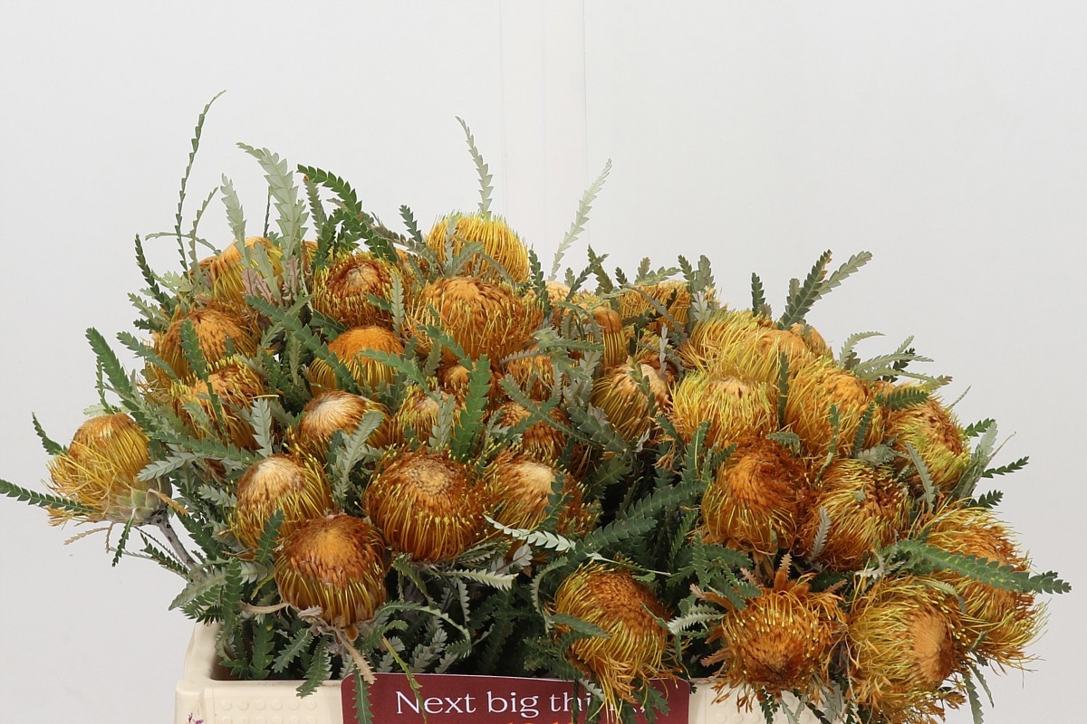 Dryandra Formosa 35cm