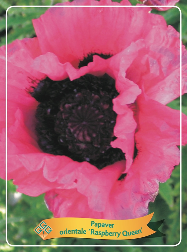 Picture of Papaver mix 6x10 srt. per shelve P11