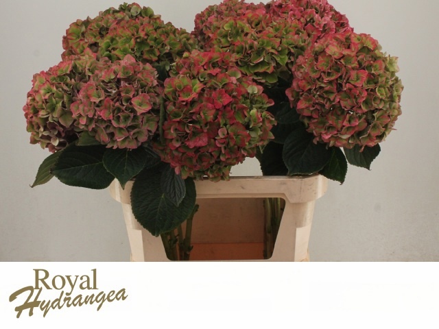 Hydrangea Rodeo Classic Pink 80cm 22Ø