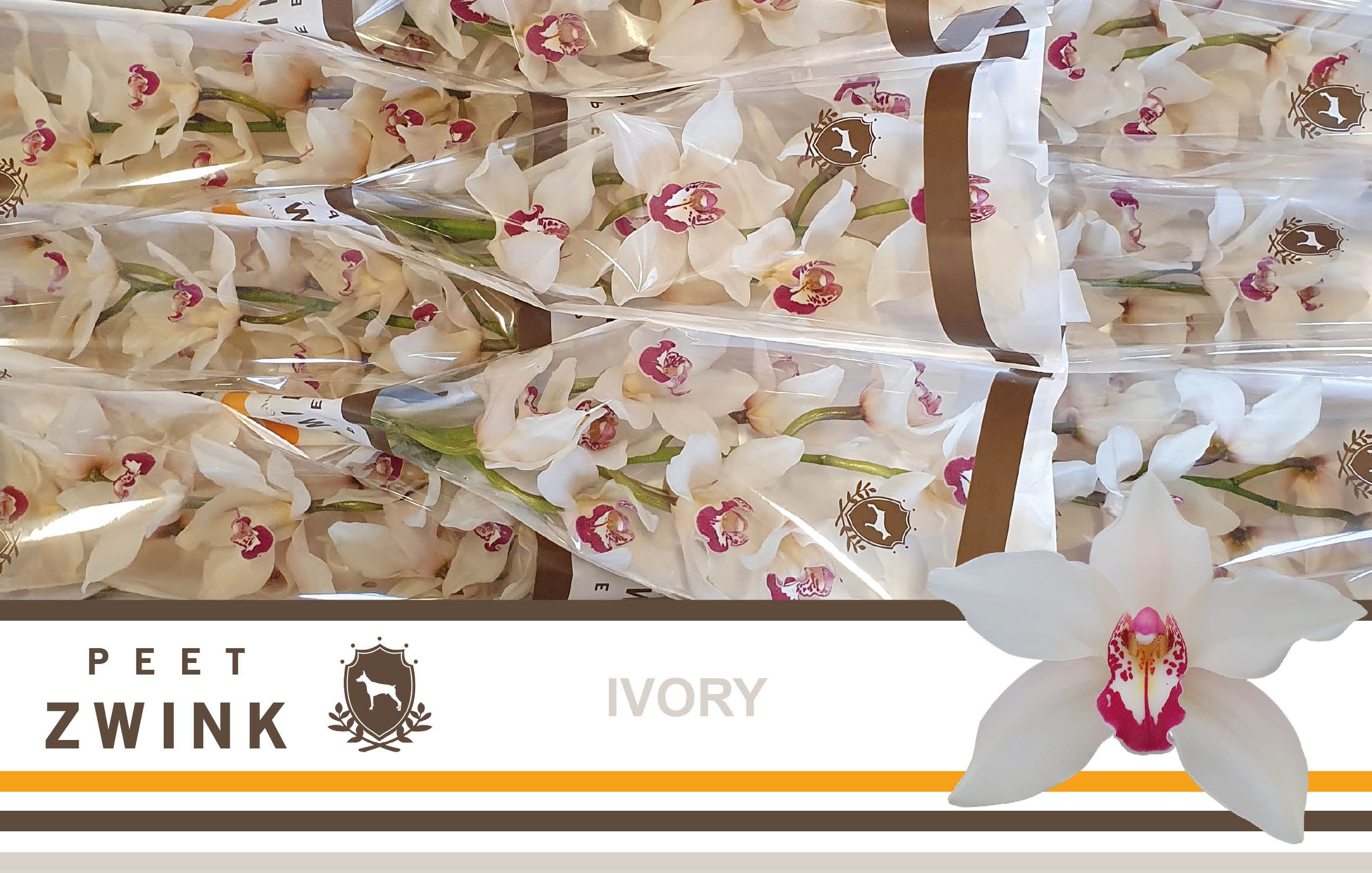 Cymbidium Ivory 8/11bl