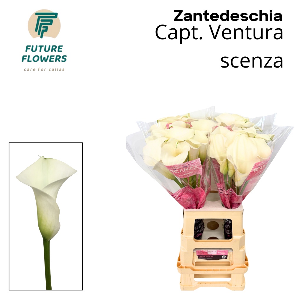 Calla Capt Ventura 70cm