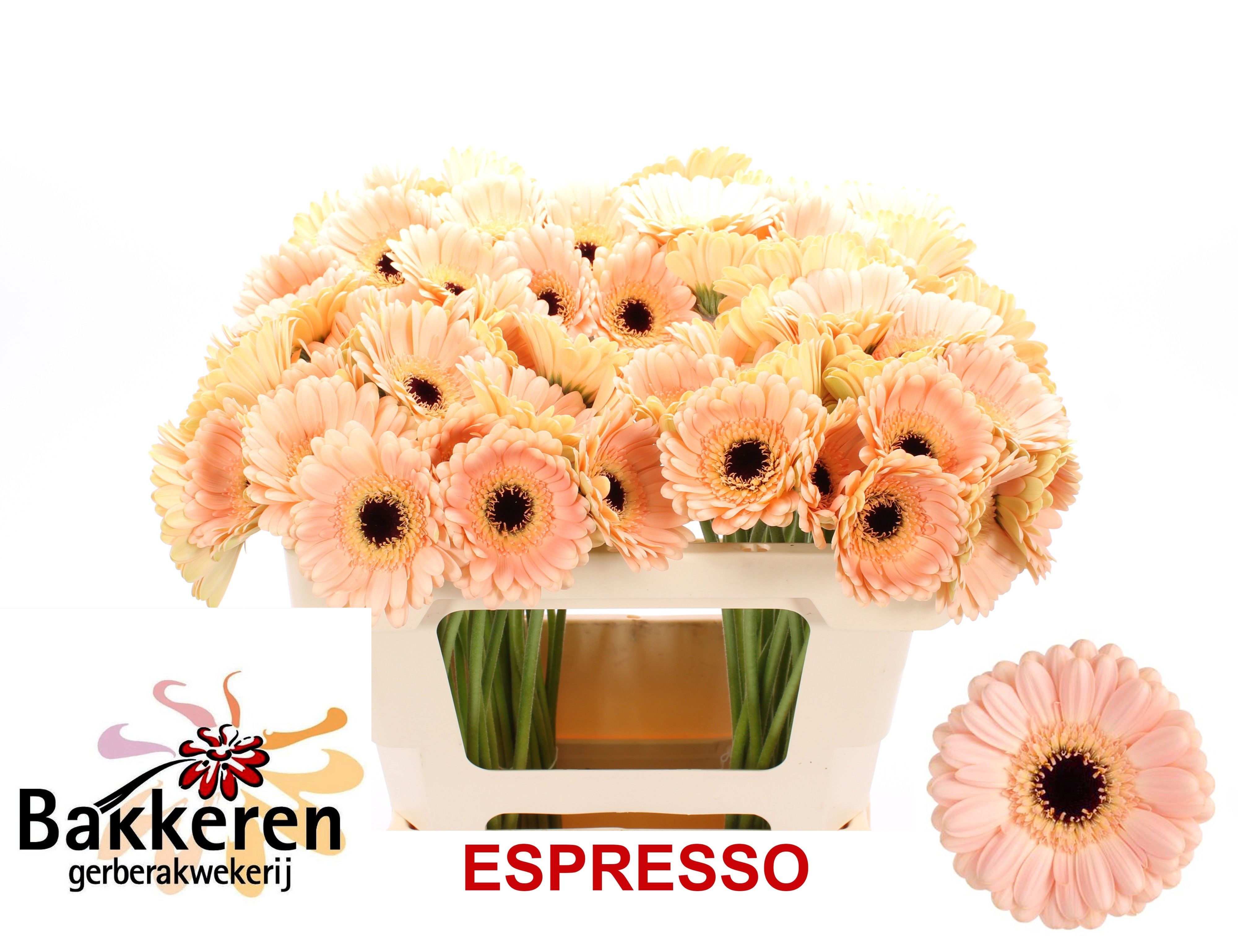 Ge Mi Espresso