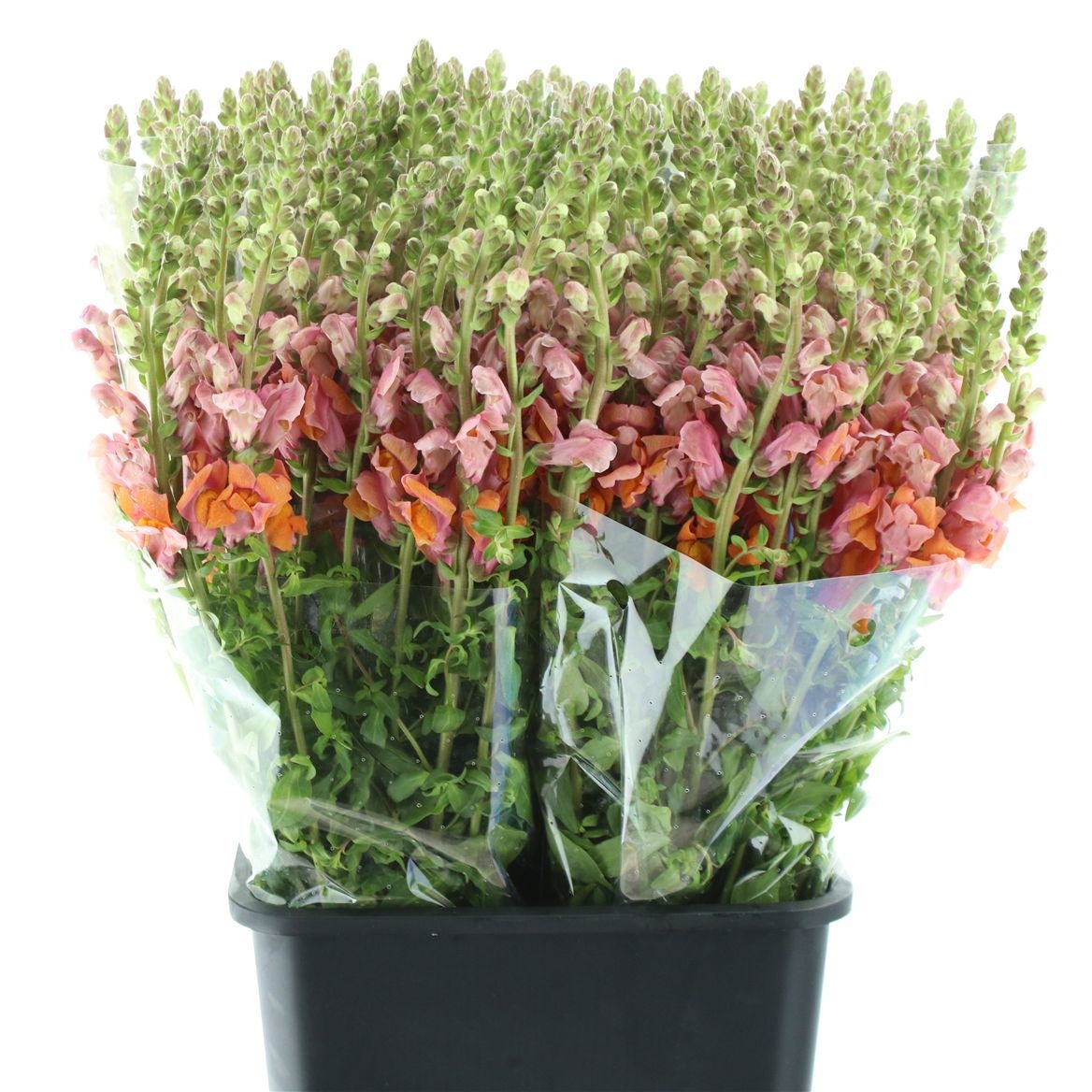 Antirrhinum Animation Oran 60cm
