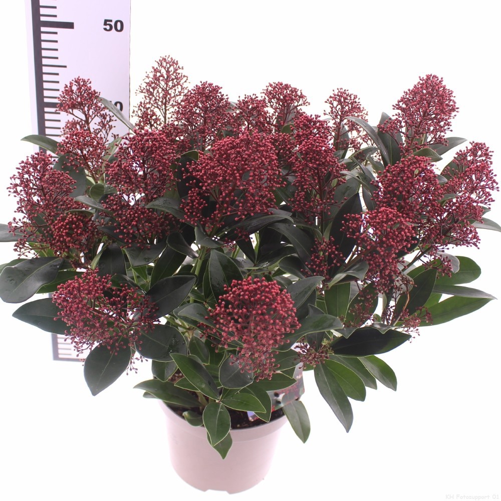 Picture of Skimmia jap. 'Rubella'
