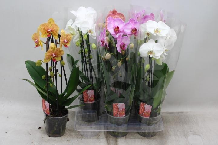 Phal El Cascade 12P 45H 2TAK 16bloem 12bloei