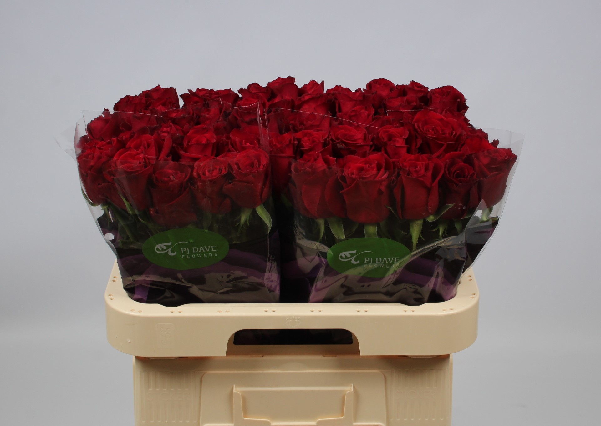 Rosa Ever Red 60cm