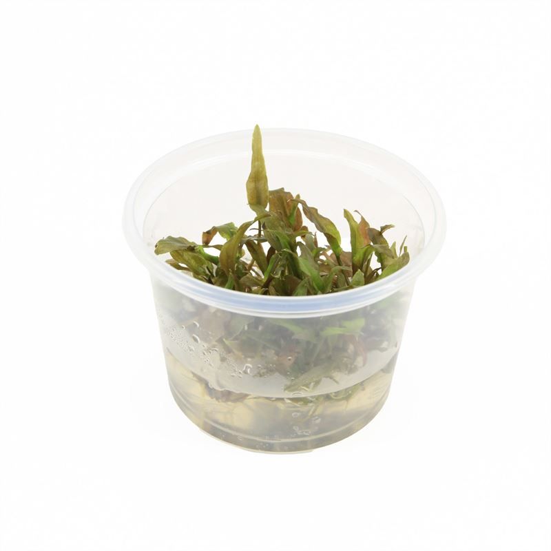 Cryptocoryne willissii (cup 100cc)