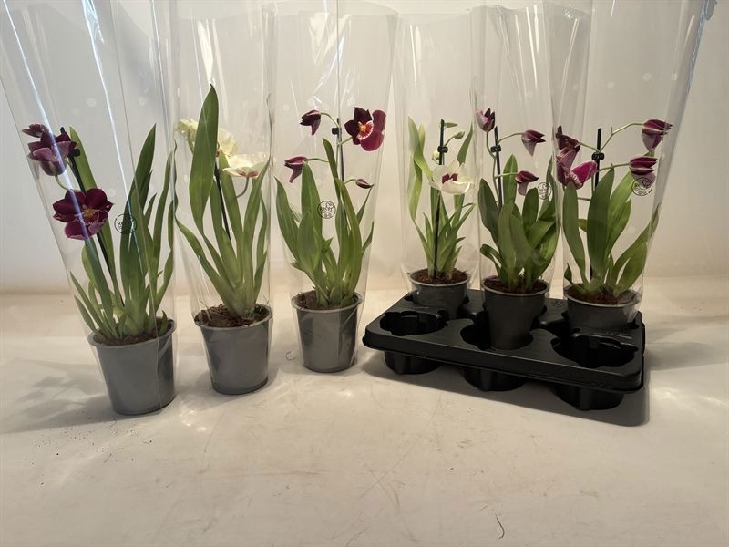 Miltonia