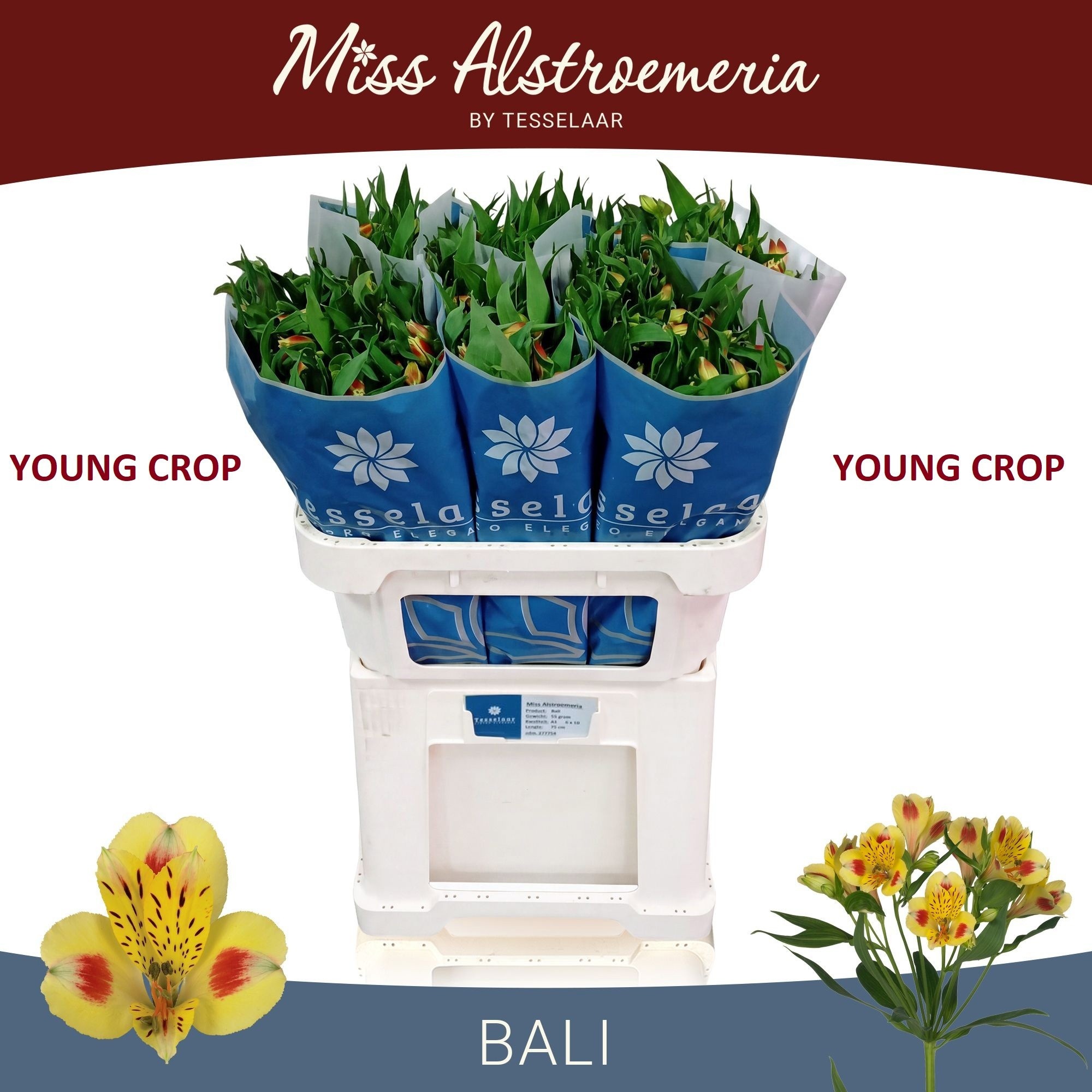 Alstr Bali 70cm 55gram