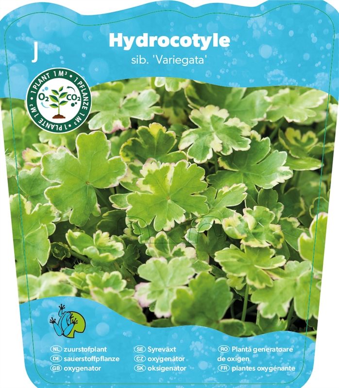 Hydrocotyle sibthorpioides 'Variegata' | Hamiplant