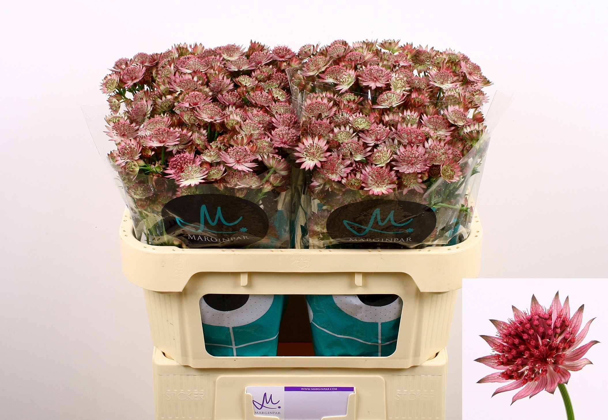 Astrantia Major Roma 70cm