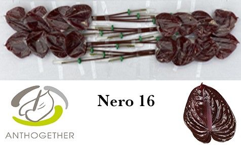 Anth A Nero