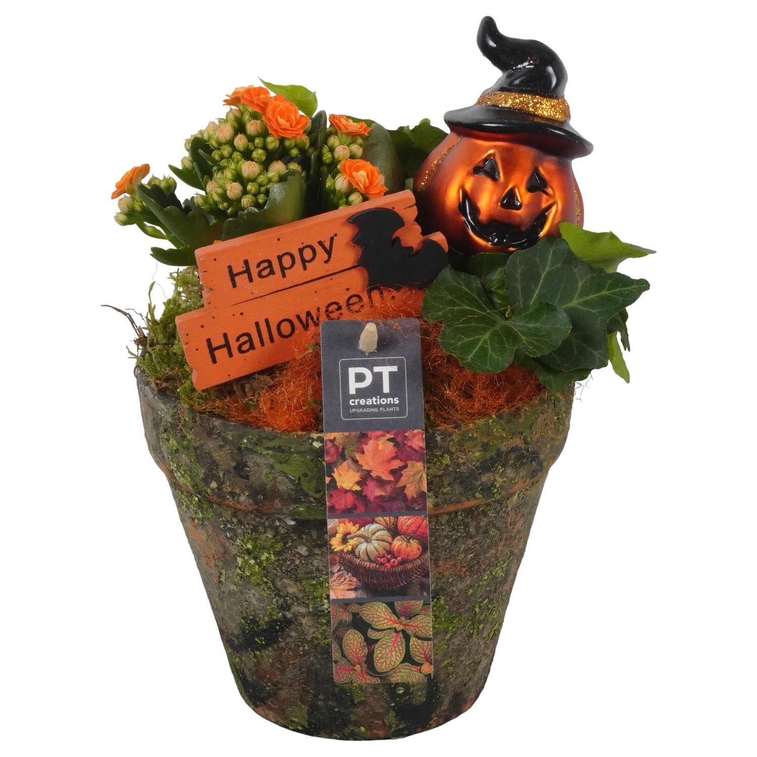 Picture of PTHL1919 Arrangement Halloween in terracotta pot P14 25CM