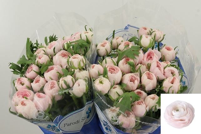 Ranunculus Success Hanoi 40cm