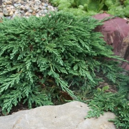 Picture of Juniperus horizontalis 'Pancake'